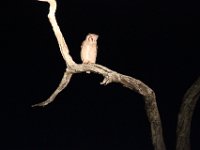Marion, Romane South Africa 2014 (59 of 63) : KNP Letaba nightdrive, Marion visit